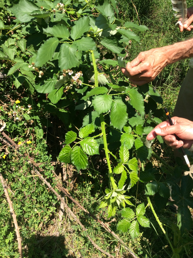 Rubus armeniacus