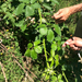 Armenian Blackberry