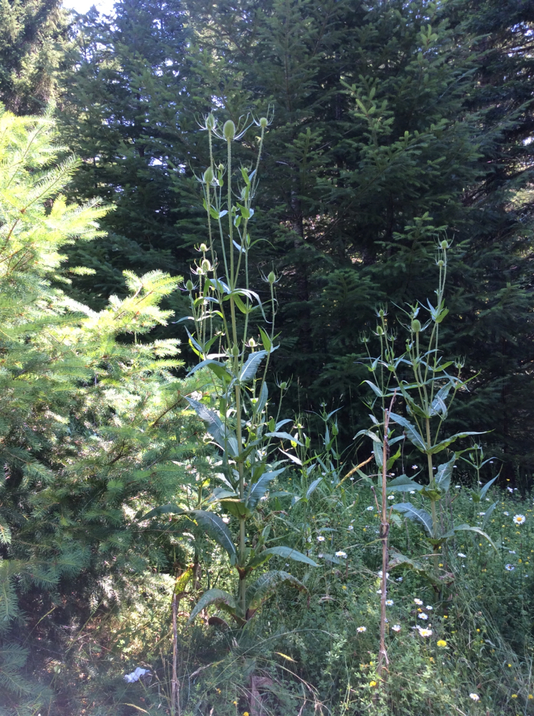 Dipsacus fullonum