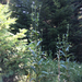 wild teasel