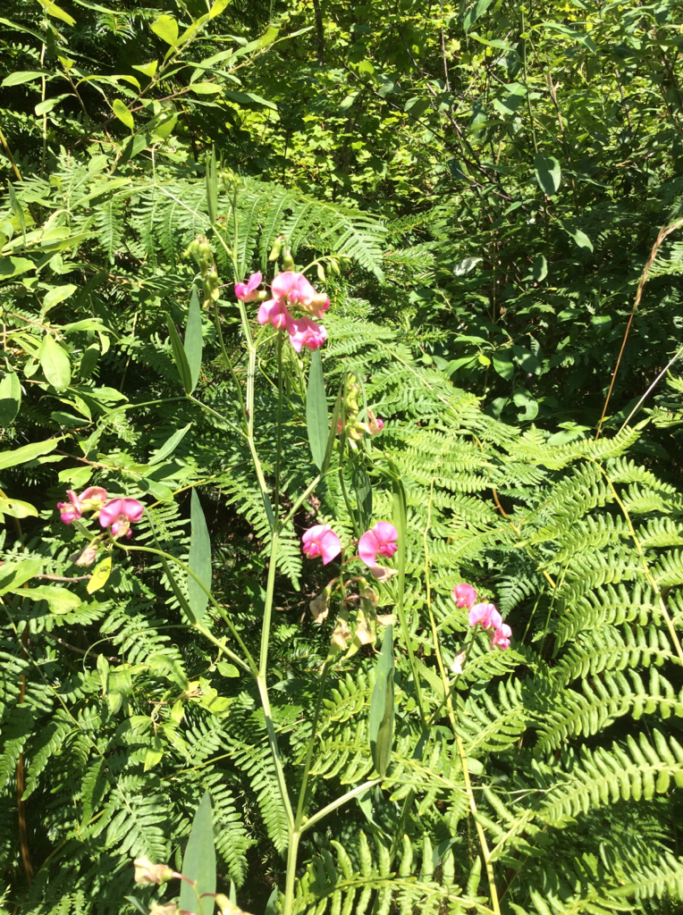 Lathyrus sylvestris
