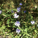 chicory