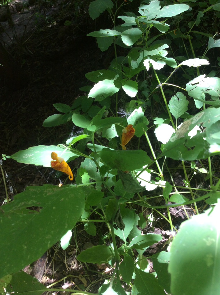 Impatiens capensis