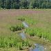purple loosestrife