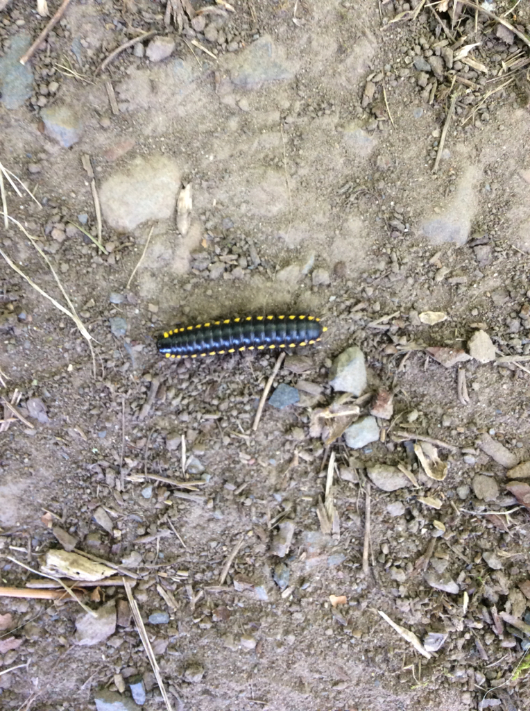 Harpaphe haydeniana