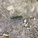 Yellow-spotted Millipede