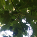 bigleaf maple