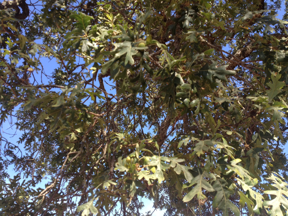 Quercus lobata