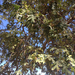 valley oak