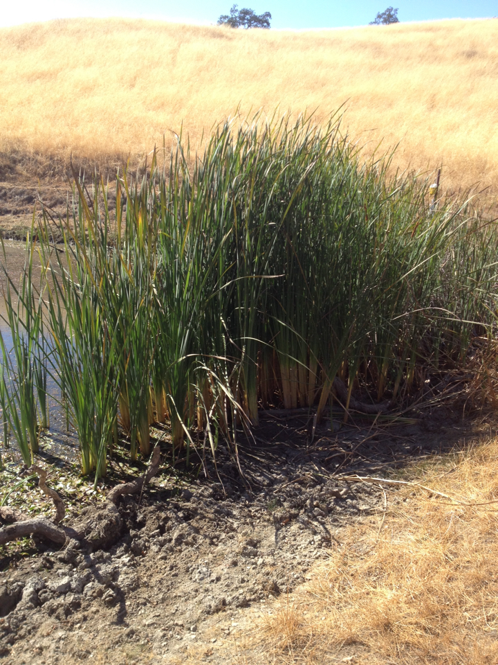 Typha latifolia