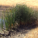 broadleaf cattail