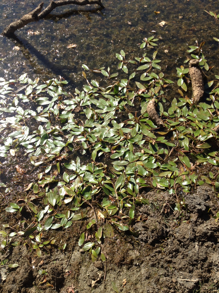 Potamogeton natans