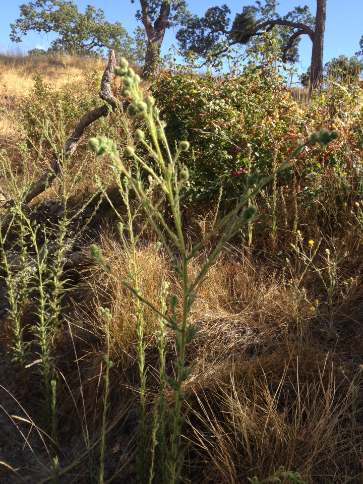 Madia sativa
