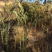 coast tarweed
