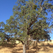 blue oak