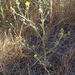 Yellow Star-Thistle