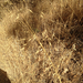 wild oat