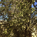 oak mistletoe