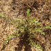 Vinegar Weed