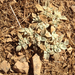 turkey mullein