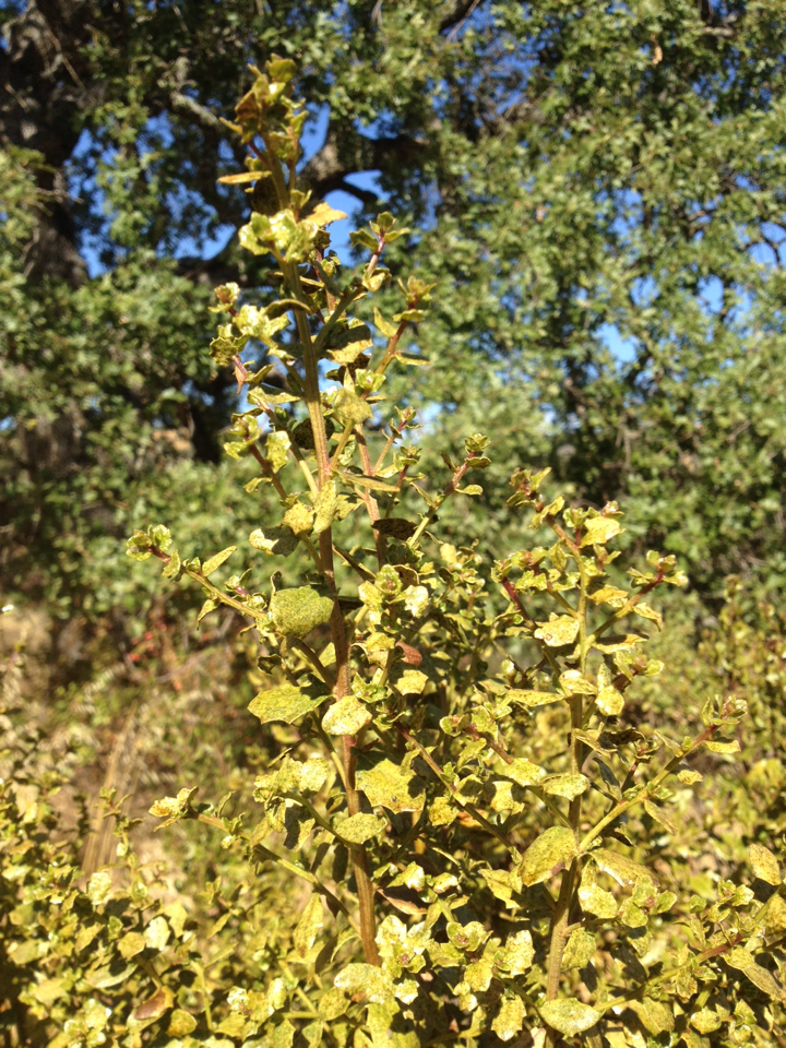 Baccharis pilularis