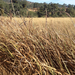 Creeping wild rye