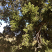 coast live oak
