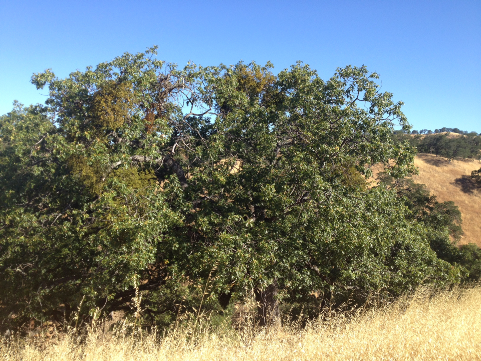 Quercus kelloggii