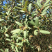 coffeeberry