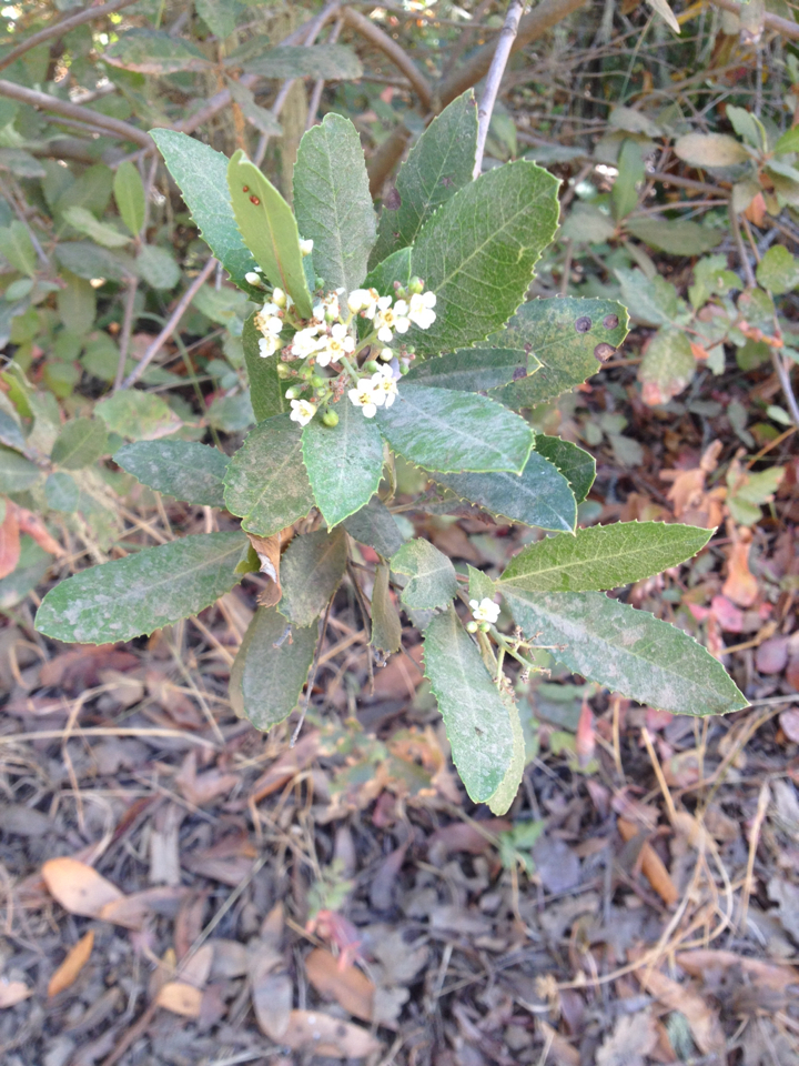 Heteromeles arbutifolia
