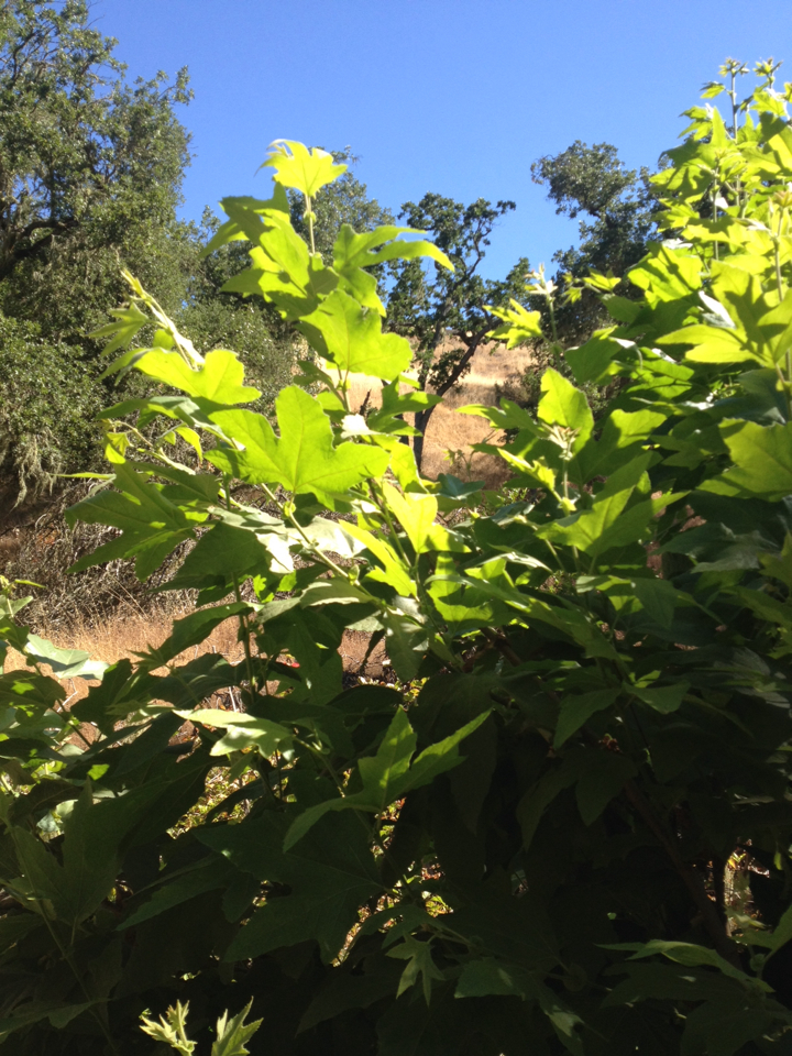 Platanus racemosa
