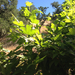 western sycamore
