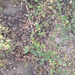 garden snowberry