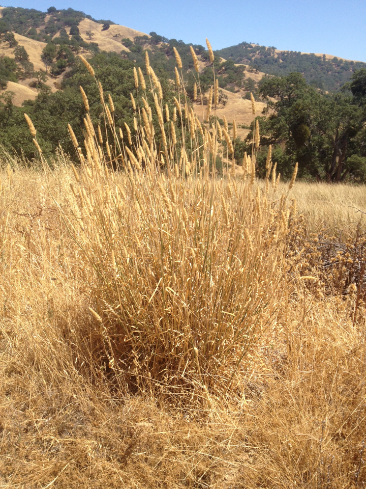Phalaris aquatica