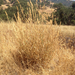 harding grass