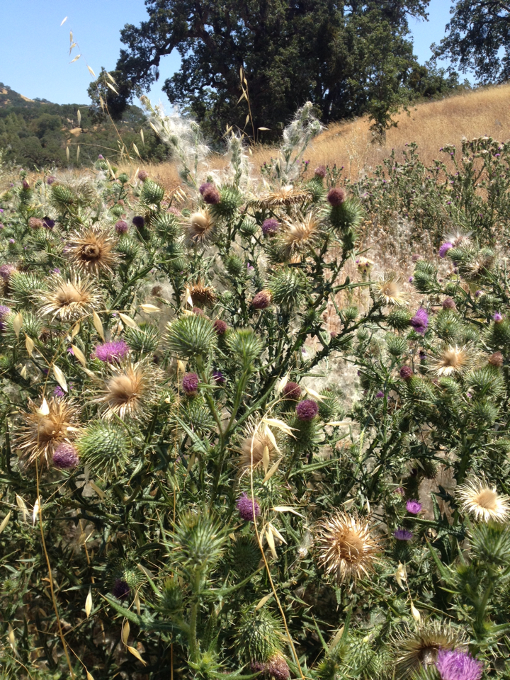 Cirsium vulgare