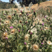 Bull Thistle