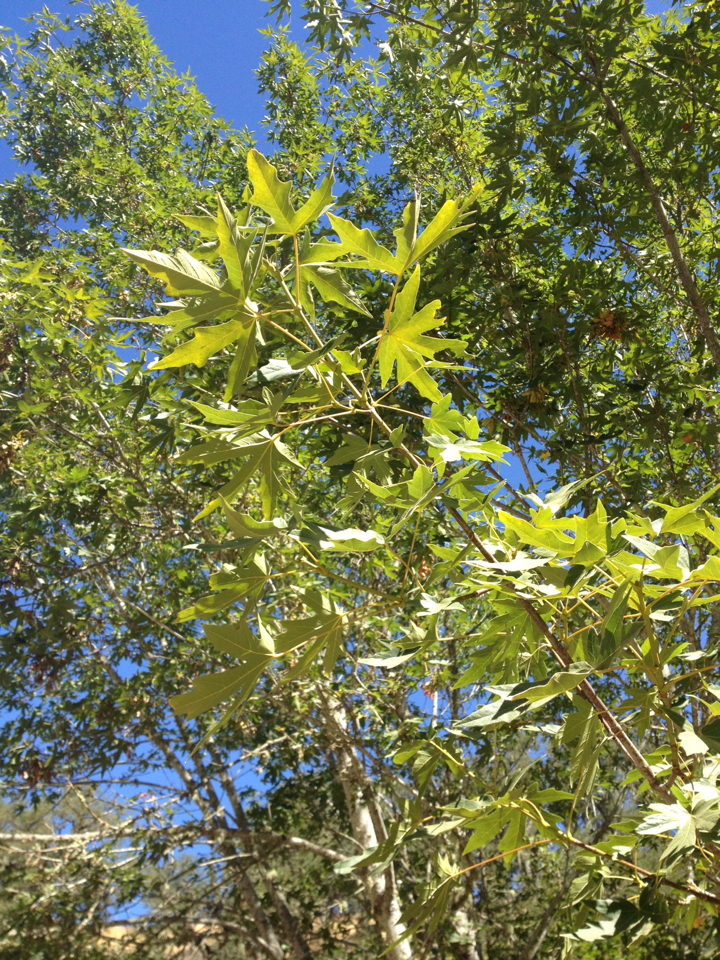 Acer macrophyllum