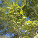 bigleaf maple