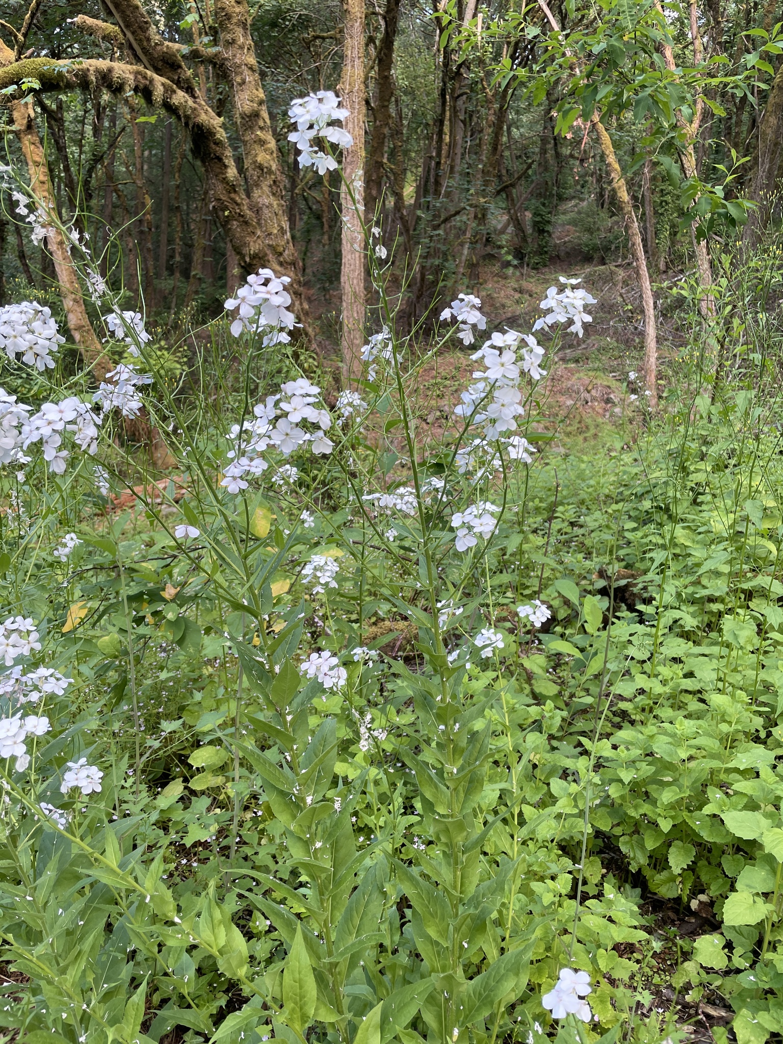 Hesperis matronalis