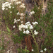 California cudweed
