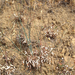 ear-shaped wild buckwheat