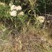 narrowleaf milkweed