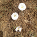 field bindweed