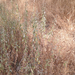 California mugwort