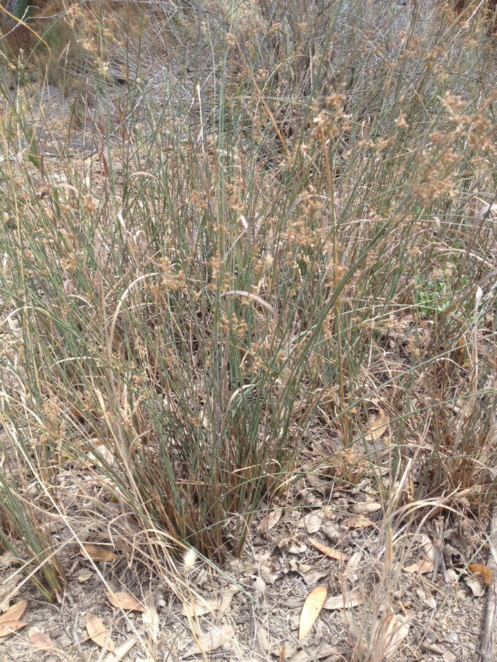 Juncus