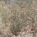 rushes