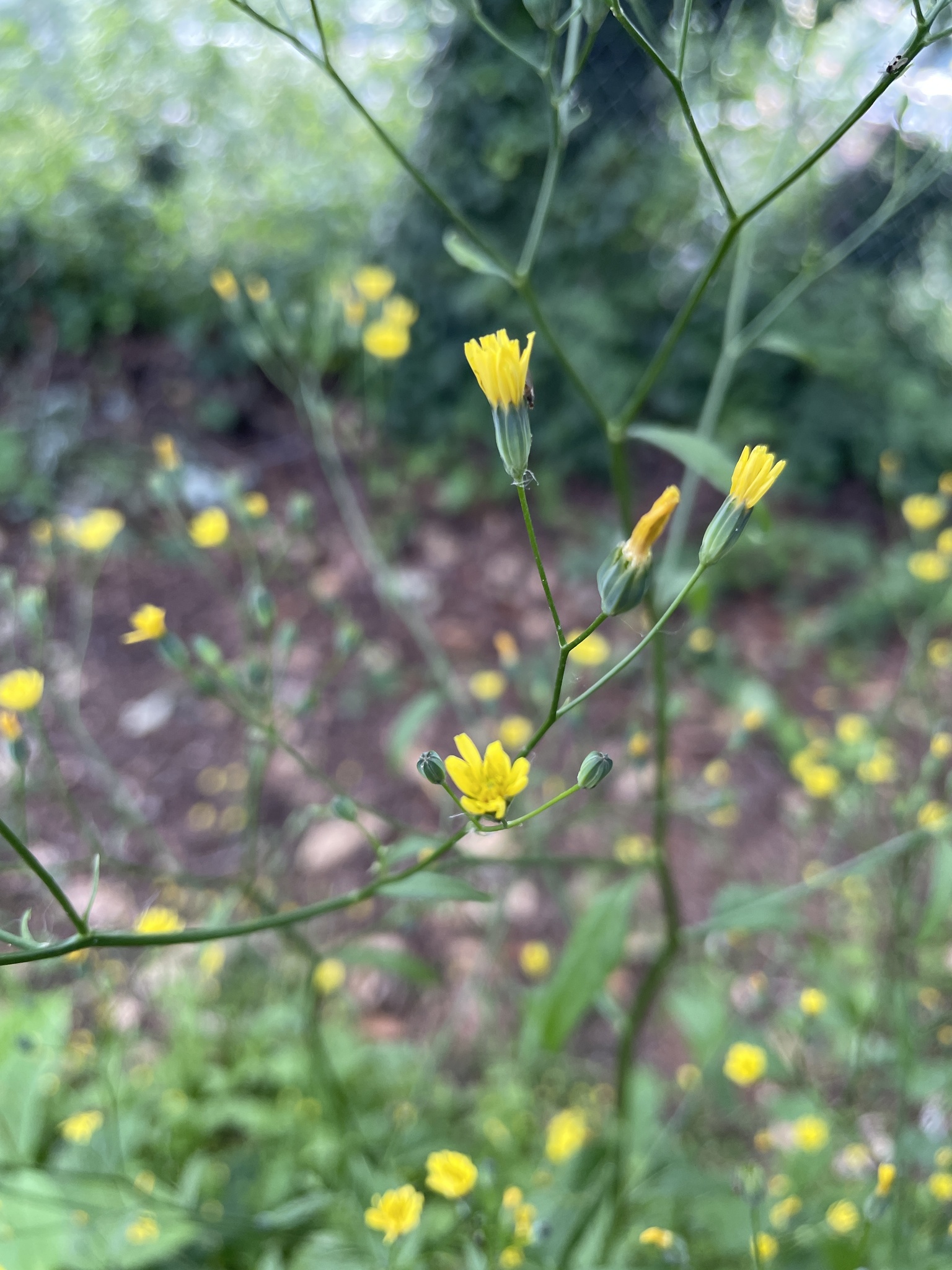 Lapsana communis