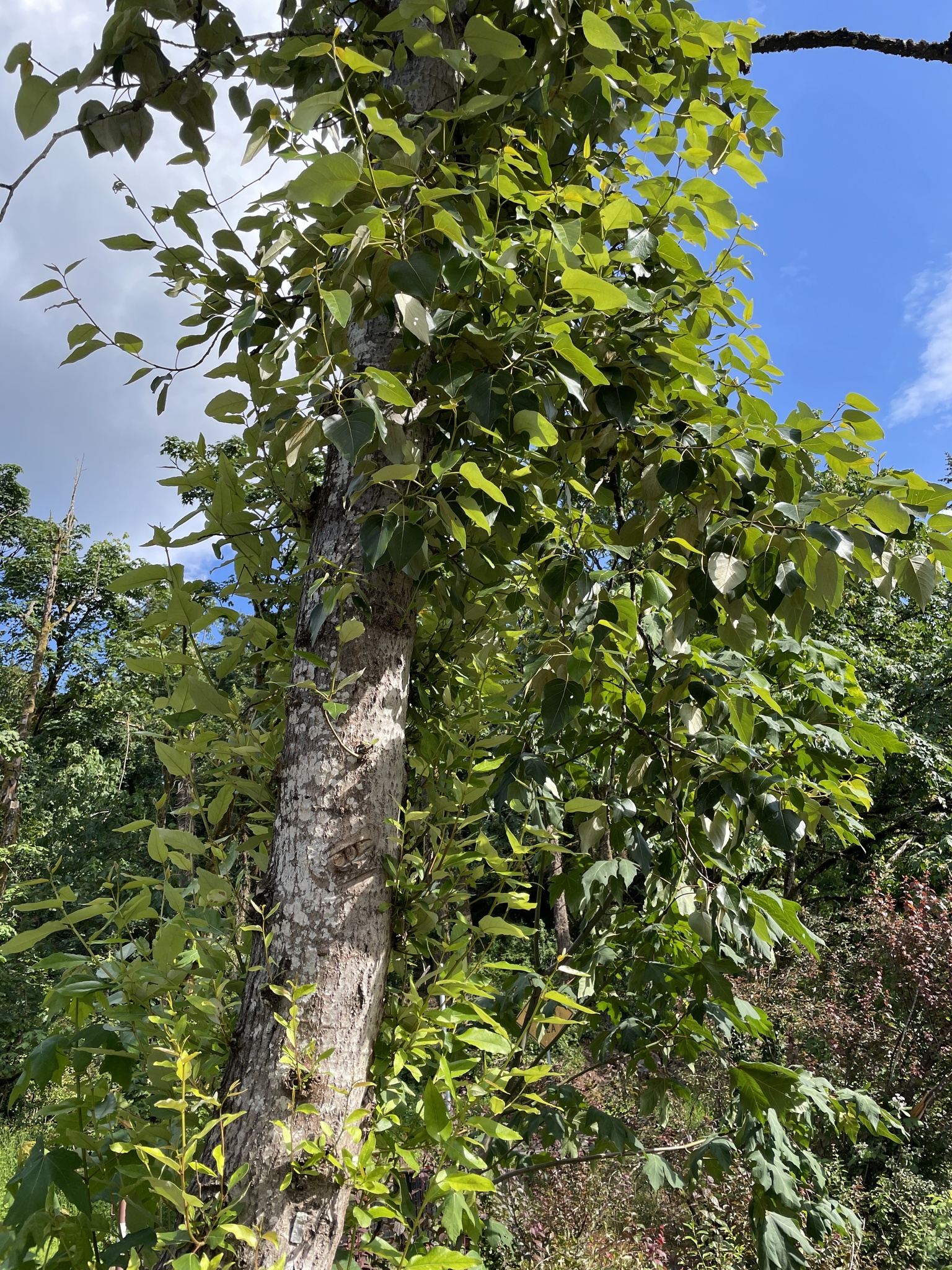 Populus trichocarpa