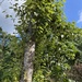 black cottonwood